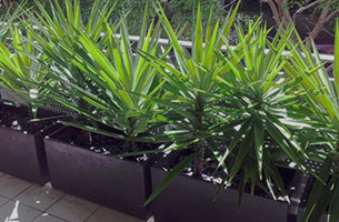 Balcony Plant Rental Greater Sydney Area