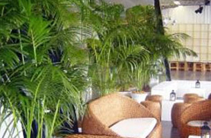 Plant Rental for Special Events Greater Sydney Area