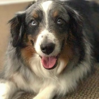 Dexter the Office Comfort Dog (OCD)