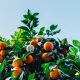 Join Verteks Consulting at the Citrus Club Orlando on October 27, 2016 to learn about the new standard in hyper-converged and how you can simplify it.