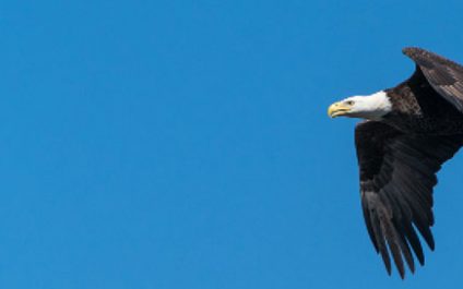 Remote Monitoring and Management Speeds Problem Resolution