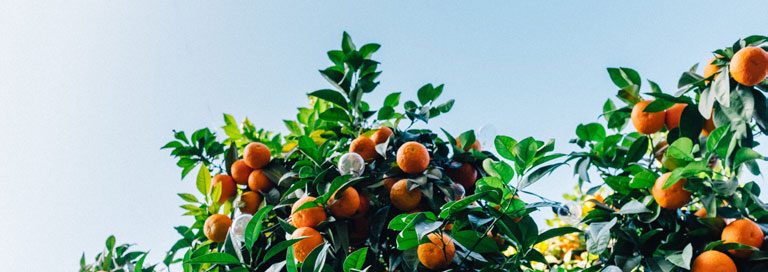 Join Verteks Consulting at the Citrus Club Orlando on October 27, 2016 to learn about the new standard in hyper-converged and how you can simplify it.