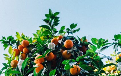 Join Verteks Consulting at the Citrus Club Orlando on October 27, 2016 to learn about the new standard in hyper-converged and how you can simplify it.