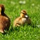 Meet DuckDuckGo, the Private Alternative to Google