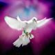 Donna Rose Ostry