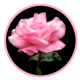 Sharon R. Evert