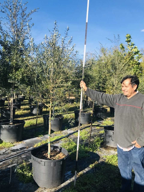 2018, 10- Olive Trees- 30 Gallon.