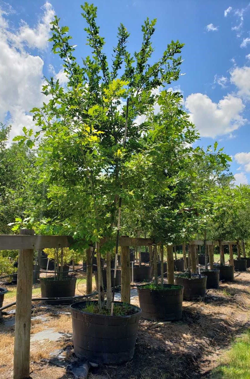 Photo Gallery Brenham Immediate Area, Houston and Austin, TX