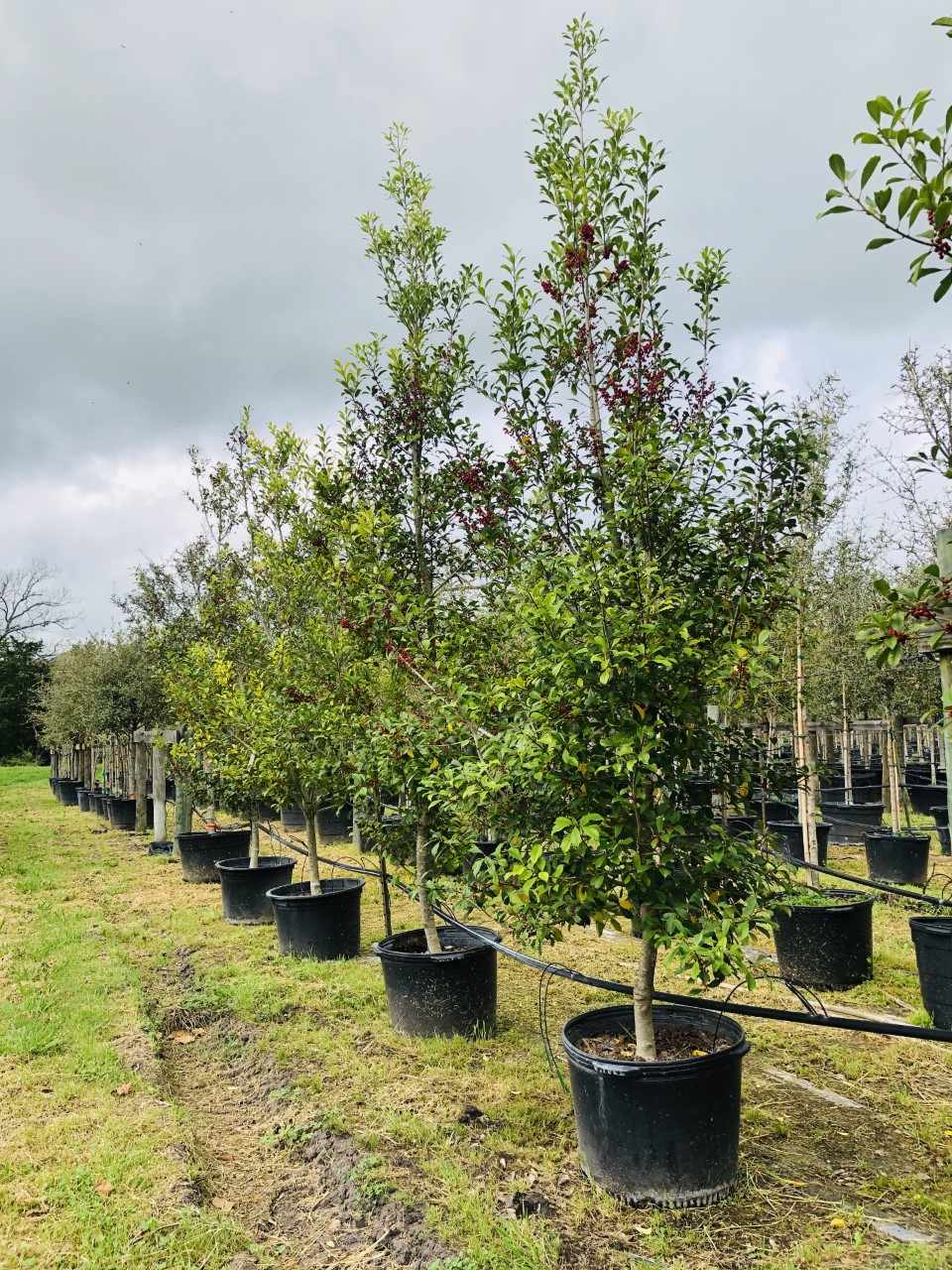 Photo Gallery Brenham Immediate Area, Houston and Austin, TX