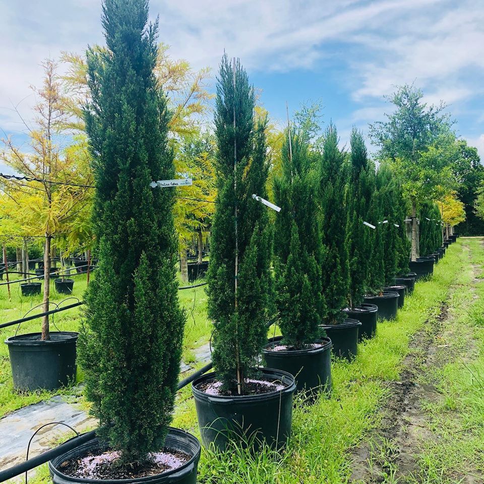 Photo Gallery Brenham Immediate Area, Houston and Austin, TX