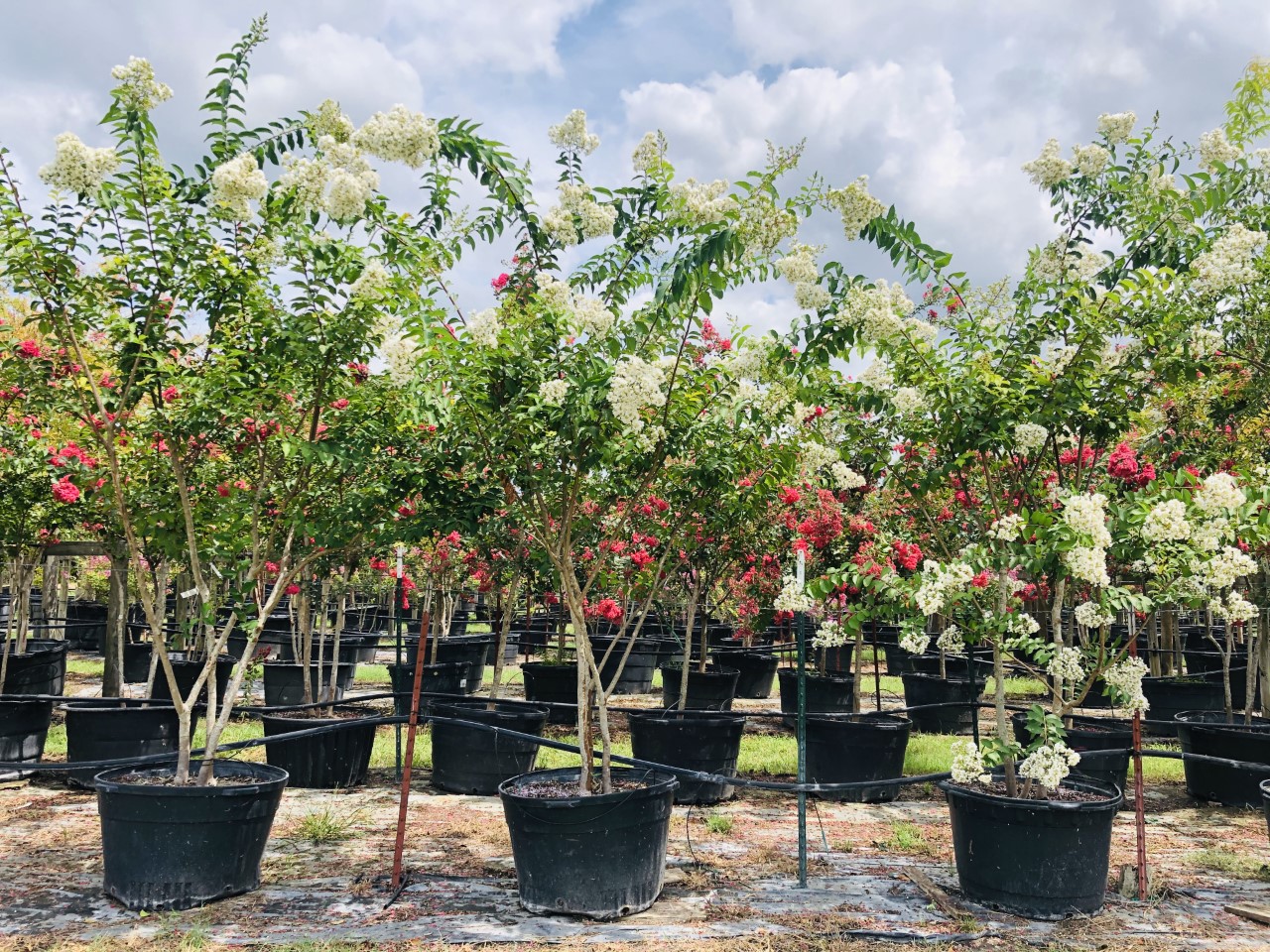 Sarahs-Favoite-Crape-Myrtle-45-Gallons