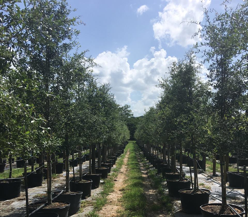 LIVE OAKS 45 GALLONS