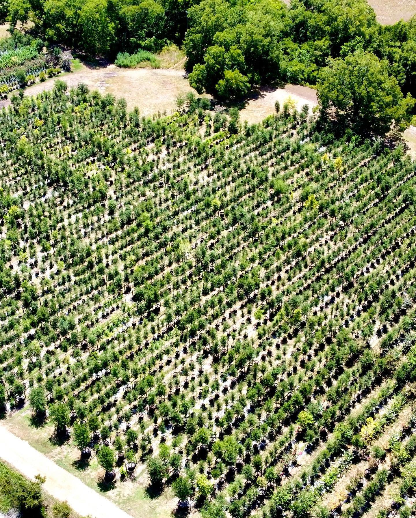 PermaVista Trees Farm