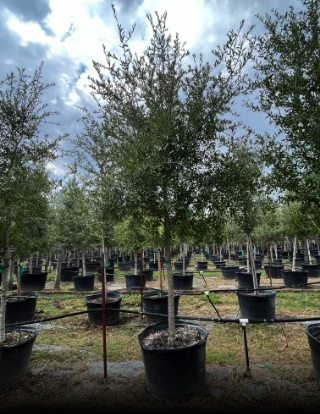 Live Oak | Austin, TX | PermaVista Trees