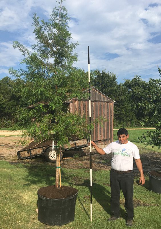 Photo Gallery Brenham Immediate Area, Houston and Austin, TX PermaVista Trees