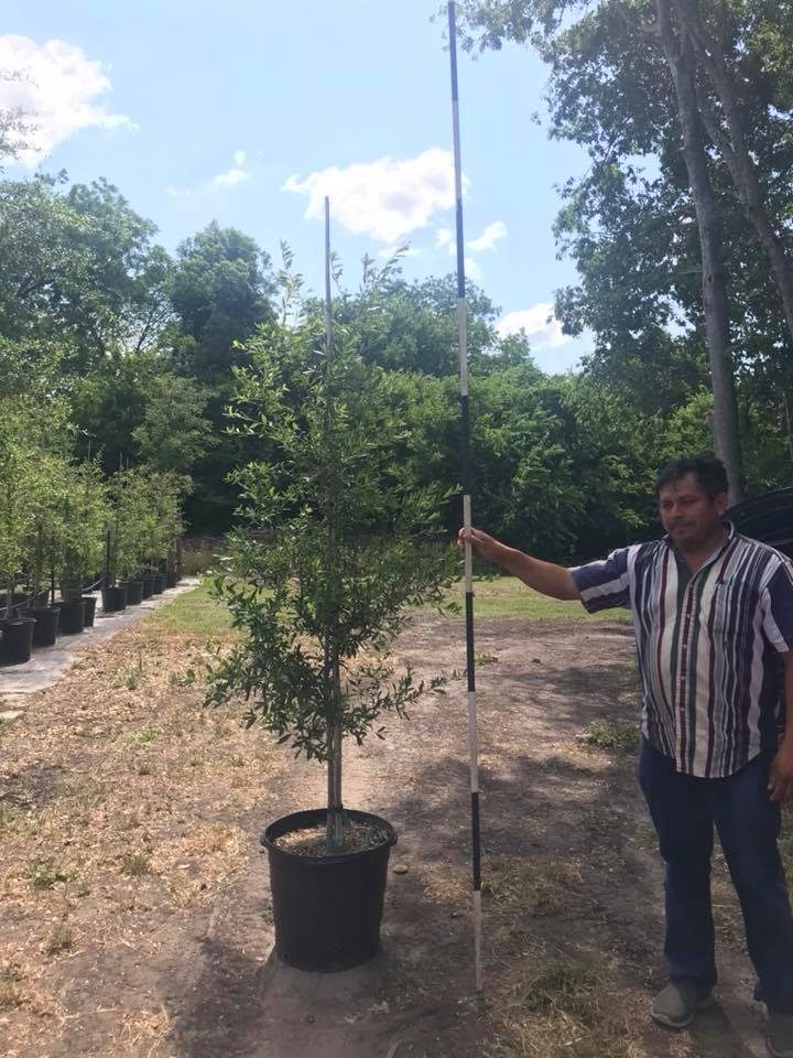 Photo Gallery Brenham Immediate Area, Houston and Austin, TX