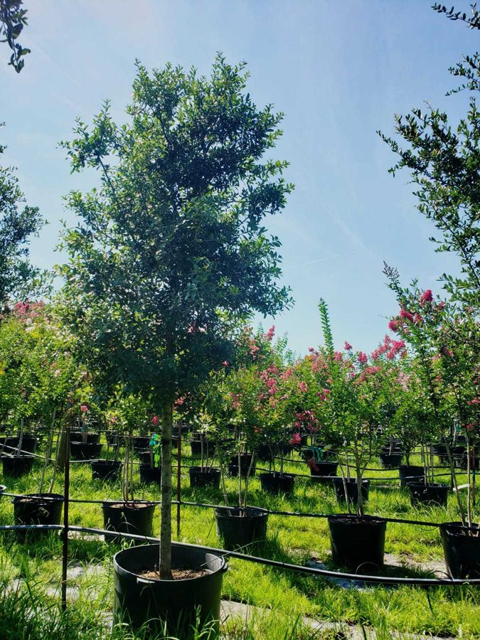 Photo Gallery Brenham Immediate Area, Houston and Austin, TX