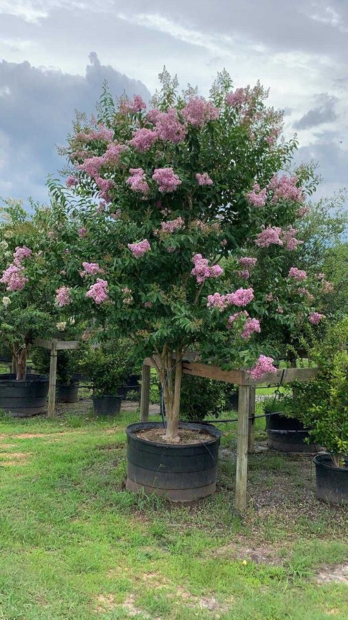 Photo Gallery Brenham Immediate Area, Houston and Austin, TX