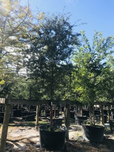 Photo Gallery | Austin, TX | PermaVista Trees