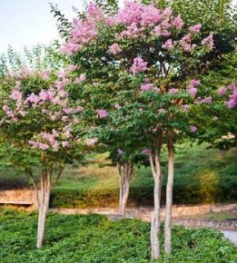 Popular Trees | Austin, TX | PermaVista Trees