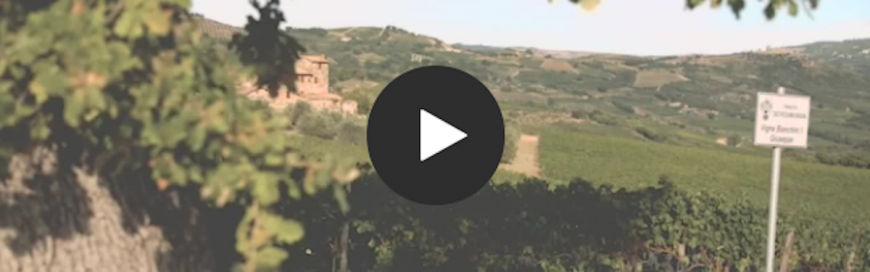 Ciacci Piccolomini d’Aragona winery creates a perfect blend of tradition and technology with Microsoft Teams