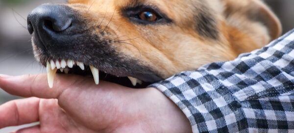 Dog bite cases that prove one man s best friend is another s worst