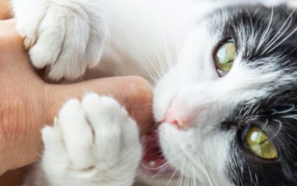 Cat bite lawsuits are pretty common — these cat-related lawsuits are not