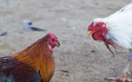 There are 101 reasons not to get into cockfighting, but you really only need two