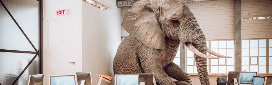 Elephants in the courtroom: Cases involving gentle giants’ liberty and other animal rights issues