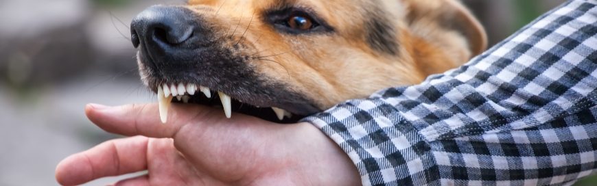Dog bite cases that prove one man’s best friend is another’s worst enemy