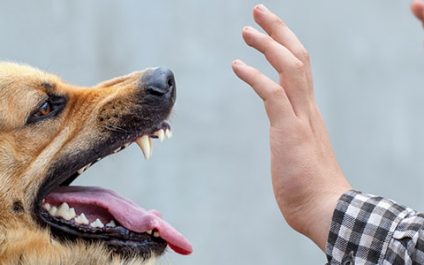 Animal shelters and dog bites: Can you claim damages for your adopted dog’s attack?