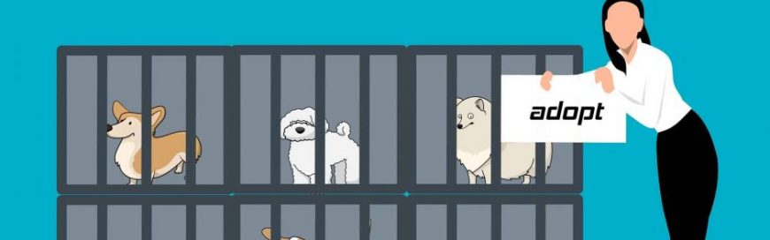 Pet adoption scams – SCAM OF THE MONTH