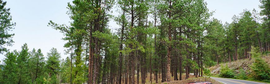 Choosing a Family Vehicle: SUV or Minivan?