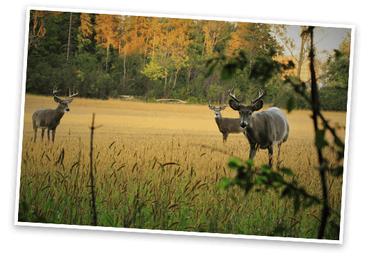 Property Management Minnesota
