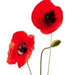 poppy-e1427967828460