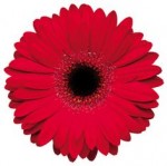 red-gerber-daisy-e1427967820237