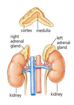 Laparoscopic Removal of the Adrenal Gland - Johns Creek ... renal cyst diagram 