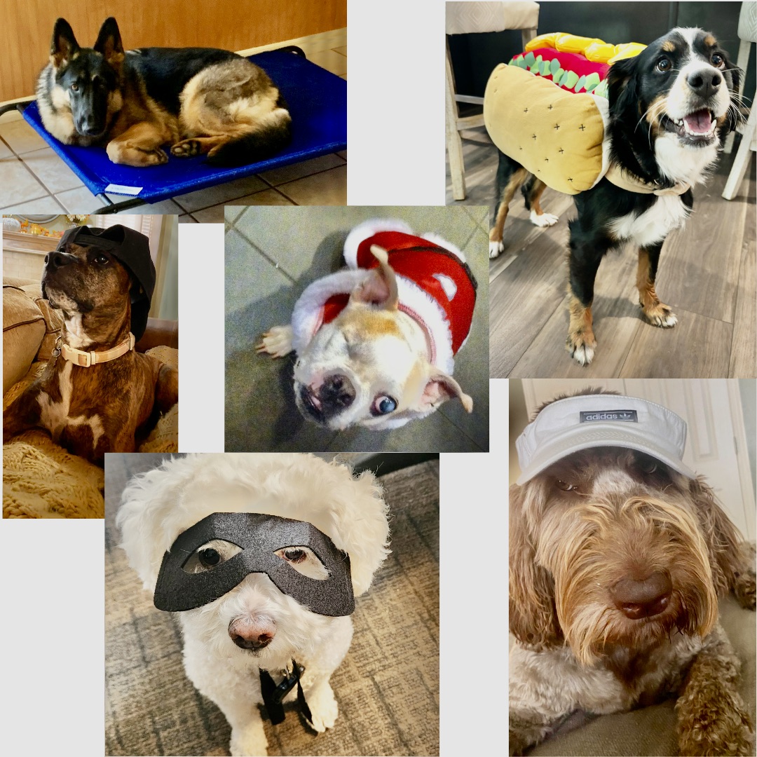 halloween-pets