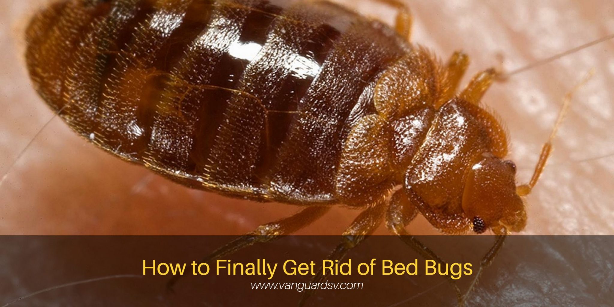 Janitorial Services Tips to get rid of Bed Bugs - Fresno CA