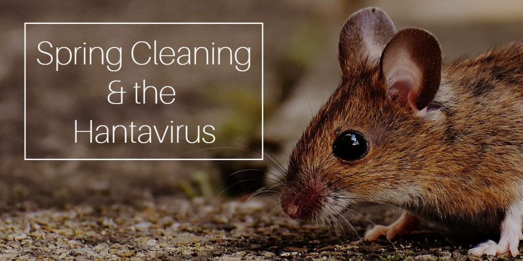 Spring-Cleaning-and-the-Hantavirus1