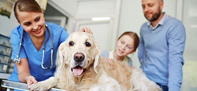 img-Disinfection-strategies-for-pet-boarding-facilities