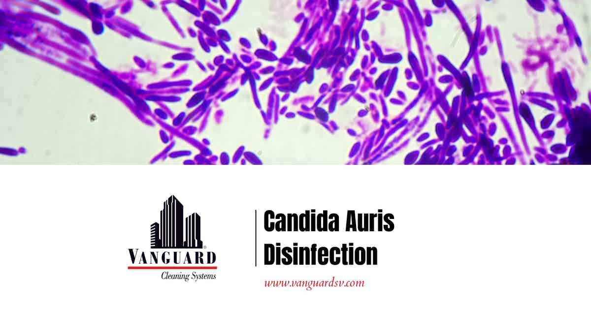 Candida Auris Disinfection