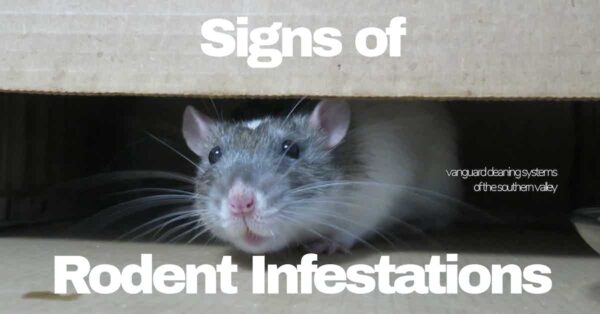 Signs Of Rodent Infestations