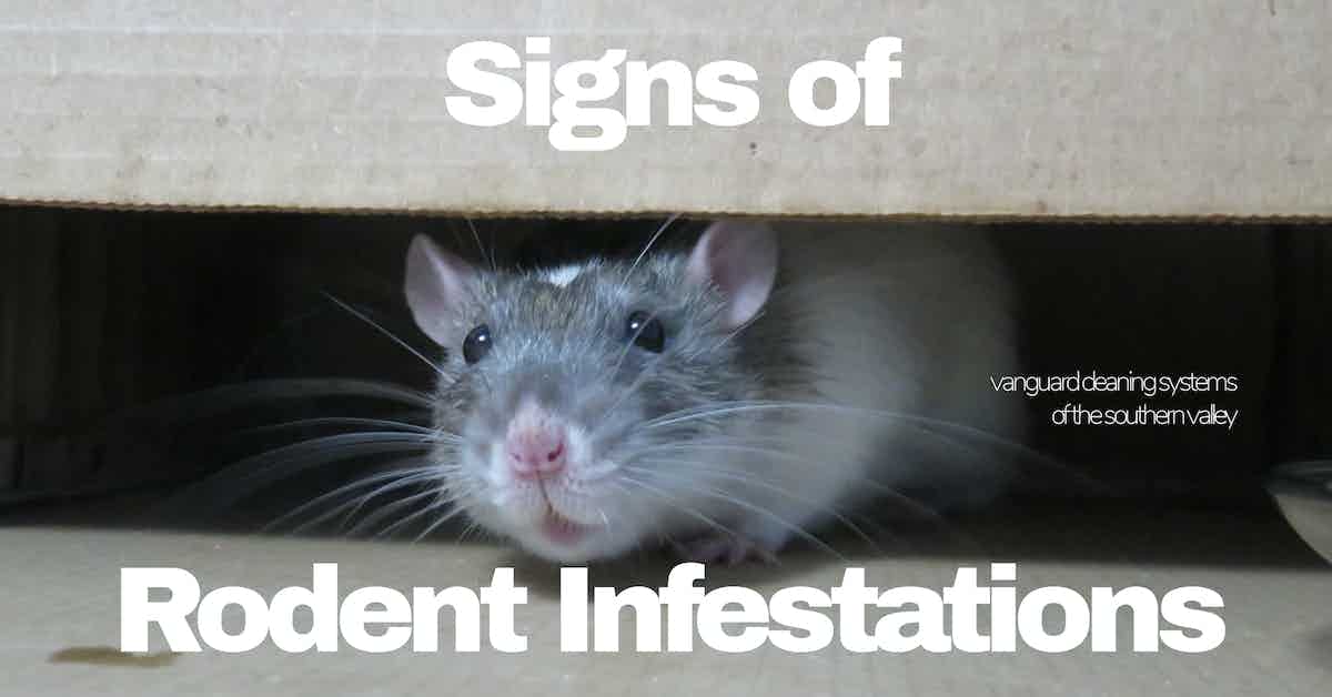 Signs of Rodent Infestations