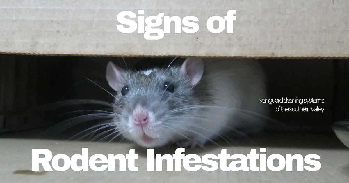 Signs Of Rodent Infestations 2914