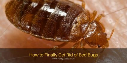 Janitorial Services Tips to get rid of Bed Bugs