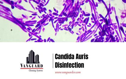 Candida Auris sanitization