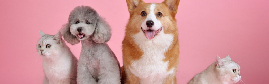 Cleanliness in Veterinary Clinics