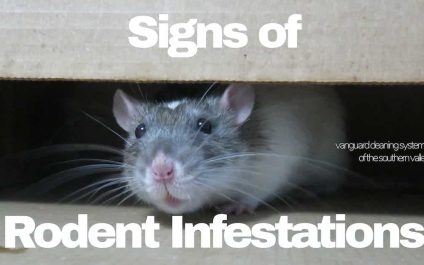 Signs of Rodent Infestations