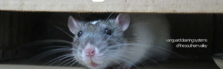 Signs of Rodent Infestations